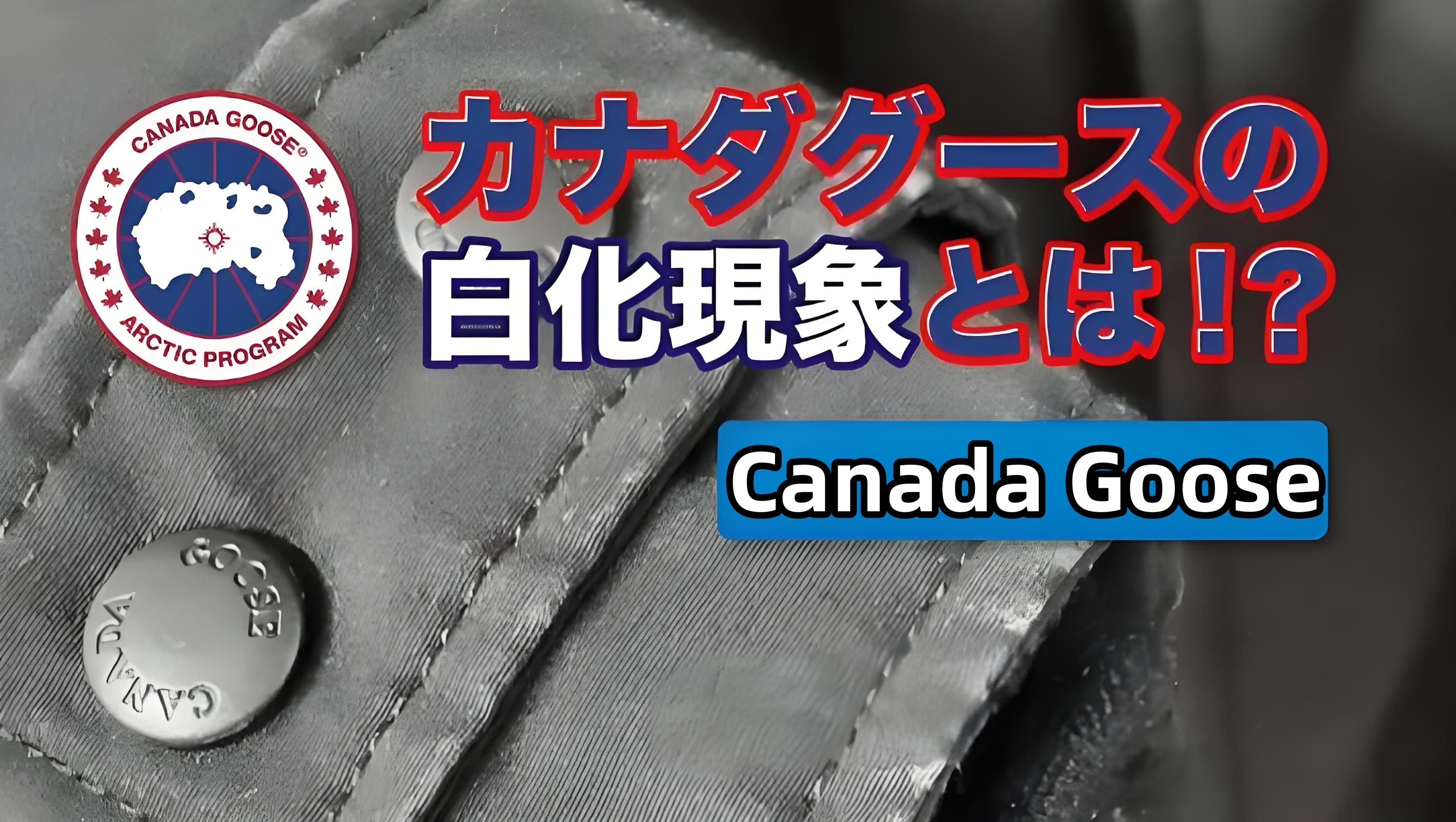 カナダグースの白化とは？.jpg