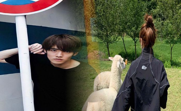 ノース フェイス ヒューズ ボックス 人気 色